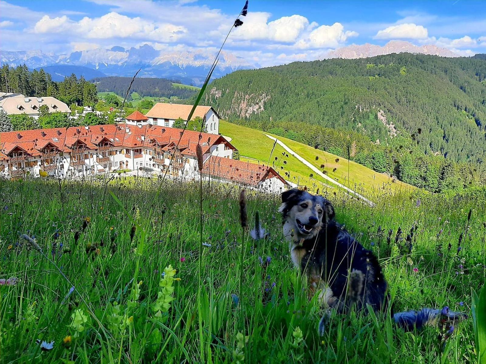 Gasthof Schmiederalm Aldino Ngoại thất bức ảnh